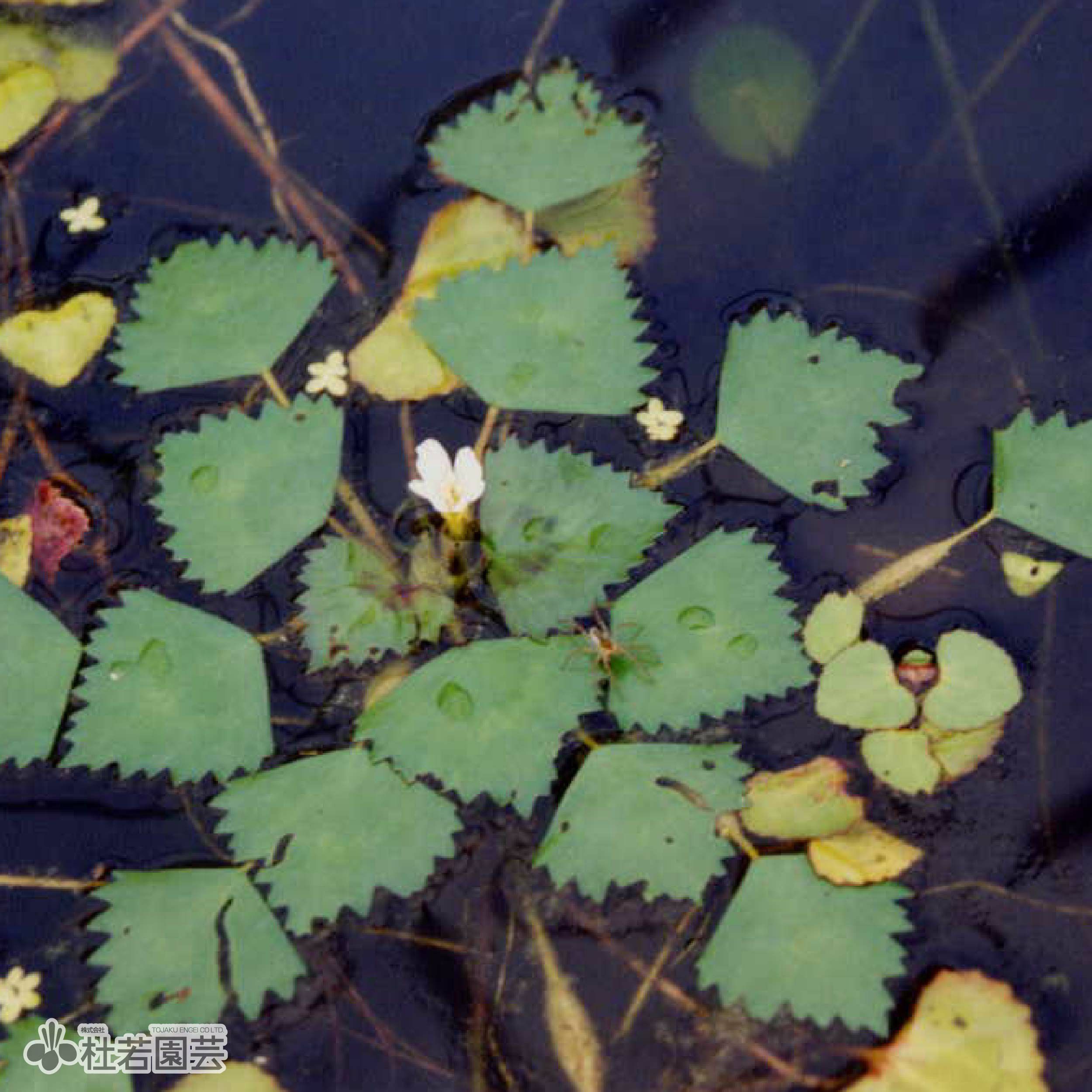 【水生植物】 ヒシ | 株式会社 杜若園芸|水草の生産販売【通販ショップ】