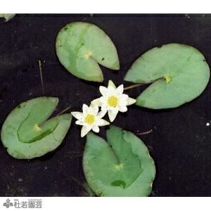 水生植物】 ヒツジグサ 12ｃｍP | 杜若園芸WEBショップ｜水草の生産販売【通販ショップ】