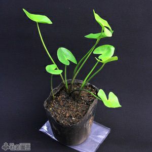 水生植物】 ヒメコウホネ 12cmポット | 杜若園芸WEBショップ｜水草の
