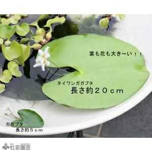 【水生植物】 タイワンガガブタ | 株式会社 杜若園芸｜水草の生産販売【通販ショップ】