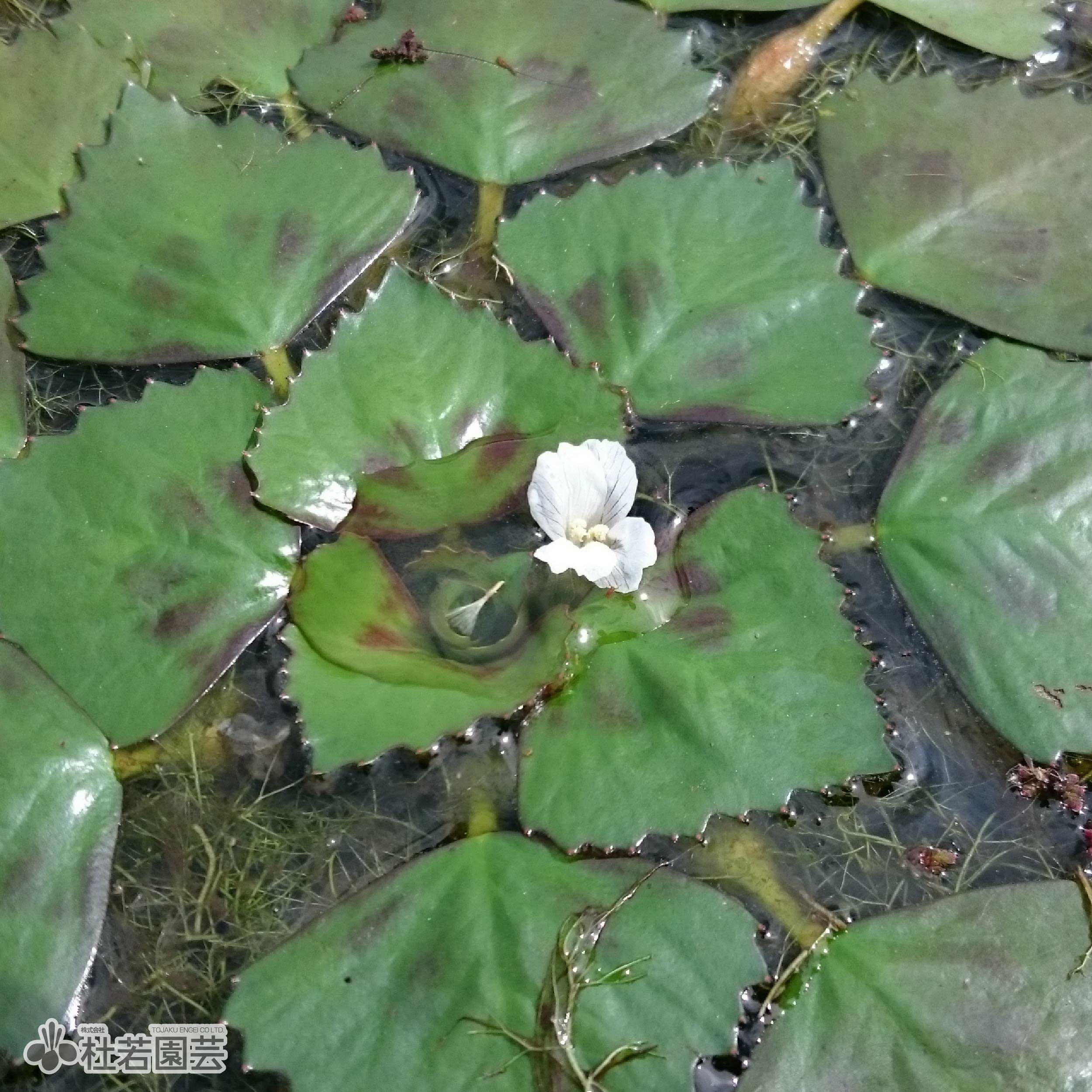 水生植物】 オオオニバスの種 5粒入り | 杜若園芸WEBショップ 水生植物】 オオオニバスの種 5粒入り | 杜若園芸WEBショップ