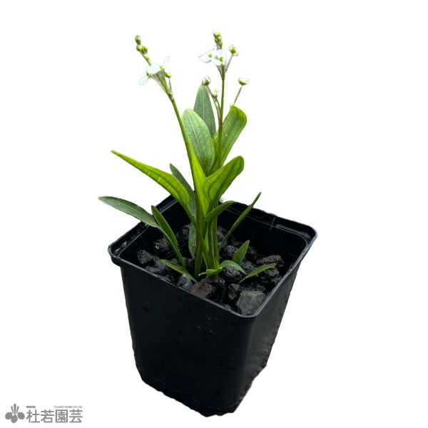 メダカ喜ぶ水草 ナガバオモダカ 11cm角ポット 株式会社 杜若園芸 水草の生産販売 通販ショップ メダカ喜ぶ水草 ナガバオモダカ 11cm角ポット 株式会社 杜若園芸 水草の生産販売 通販ショップ