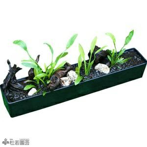 メダカ水槽向き 信楽焼横長アレンジデラックス 株式会社 杜若園芸 水草の生産販売 通販ショップ
