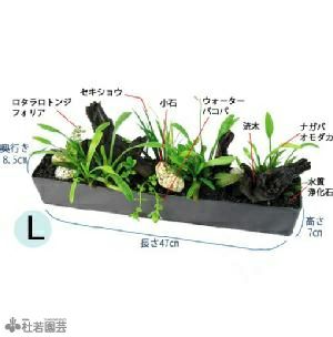 メダカ水槽向き 水中横長アレンジ 株式会社 杜若園芸 水草の生産販売 通販ショップ