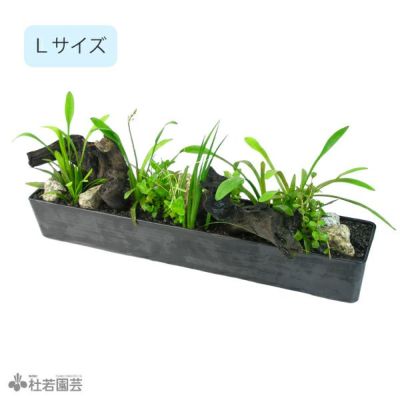 室内水槽向けアレンジ商品 株式会社 杜若園芸 水草の生産販売 通販ショップ