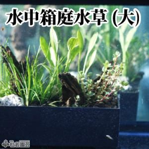 メダカの冬眠生活 ナガバオモダカ 流木付き 株式会社 杜若園芸 水草の生産販売 通販ショップ