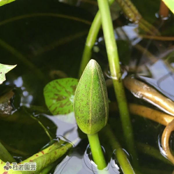 スイレン】 ゴールデンウェース(熱帯睡蓮) 10.5cmポット | 杜若園芸WEB