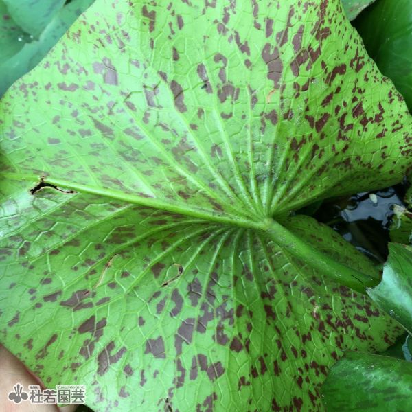 蓮の葉　パート・ド・ヴェール　額 商品詳細 | SHIRORU | SHIRORU 蓮の葉 パート・ド・ヴェール 額