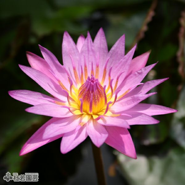 スイレン】 クイーンオブサイヤム(熱帯睡蓮) 10.5cmポット | 杜若園芸