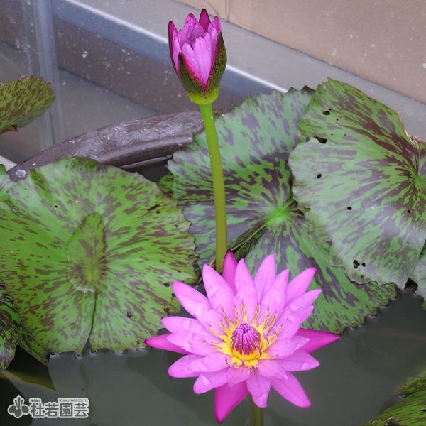 睡蓮 ( 額装済み) 睡蓮のとき 〕 睡蓮 クロード・モネ F6 「睡蓮」JI22S 名画額 額縁 額