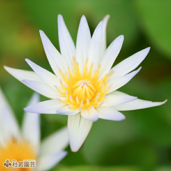 スイレン】 ドウベン(熱帯睡蓮) 10.5cmポット | 杜若園芸WEBショップ