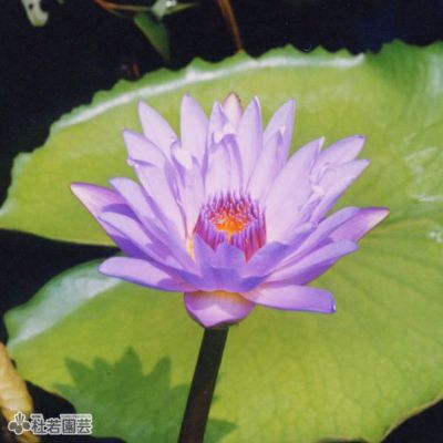 タイムセール 探し方 000000000282-01-m.jpg?t= フラワー・ガーデニング