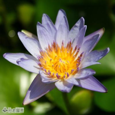 熱帯スイレン | 杜若園芸WEBショップ｜水草の生産販売【通販