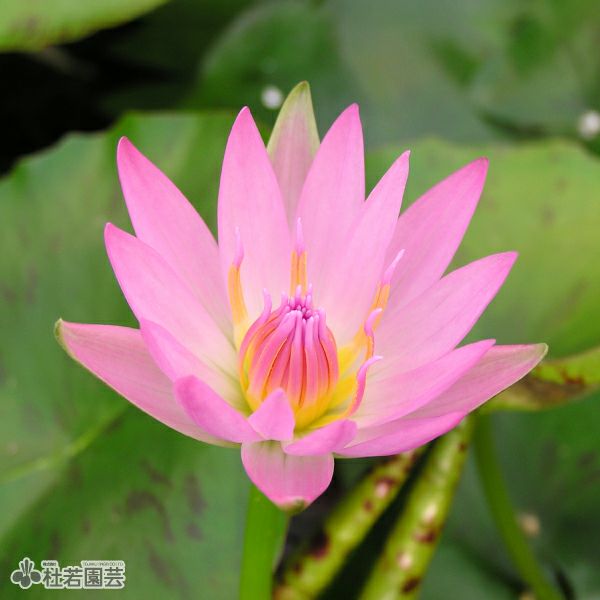 スイレン】 ピンクカペンシス(熱帯睡蓮) 10,5cmポット | 杜若園芸WEB