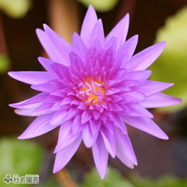 スイレン】 シャロンクワン(熱帯睡蓮) 10.5cmポット | 杜若園芸WEB