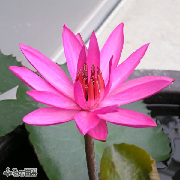 スイレン】 ステラータ(熱帯睡蓮夜咲き） 10.5cmポット | 杜若園芸WEB