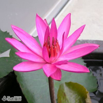 素晴らしい価格 000000000286-01-m.jpg?t= フラワー・ガーデニング