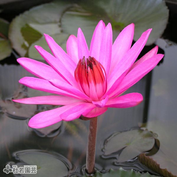 水蓮 スイレン】 マダム ウィルフロン ゴネール(温帯睡蓮) 19cmカゴ | 杜若