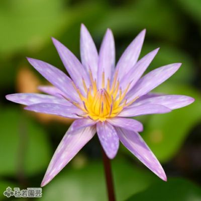 ♫熱帯スイレン　　スワンナ♫ スイレン】 シャロンクワン(熱帯睡蓮) 10.5cmポット | 杜若園芸WEB