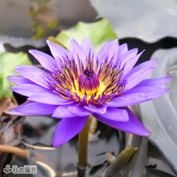 000000000289-01-l.jpg?t=