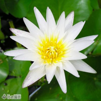 送料無料 ひ*さ様 Hassabadin A（球根から育てた鉢の一番花です