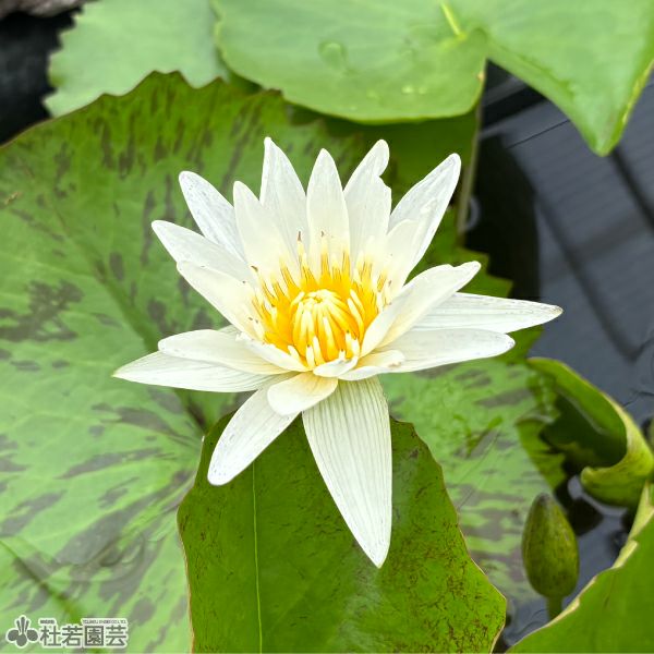 スイレン】 カオヒラリー(熱帯睡蓮) 10.5cmポット | 杜若園芸WEB