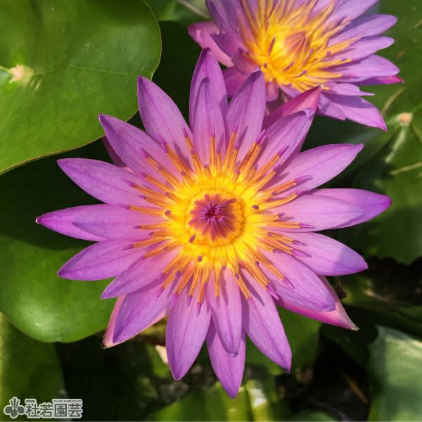 スイレン】 パナマパシフィック(熱帯睡蓮) 10.5cmポット | 杜若園芸