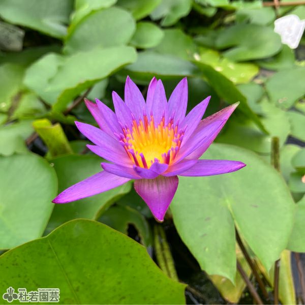 スイレン】 パナマパシフィック(熱帯睡蓮) 10.5cmポット | 杜若園芸