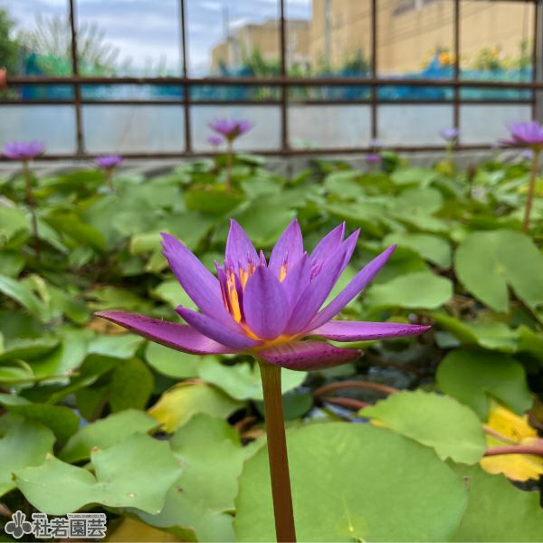 スイレン】 パナマパシフィック(熱帯睡蓮) 10.5cmポット | 杜若園芸