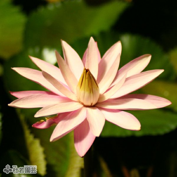 スイレン】 イスラモラダ(熱帯睡蓮) 19cmカゴ | 杜若園芸WEBショップ