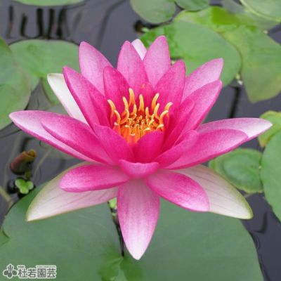 ヤ*ト様 耐寒性睡蓮 50品種セット ヤ*ン様 耐寒性睡蓮50品種セット