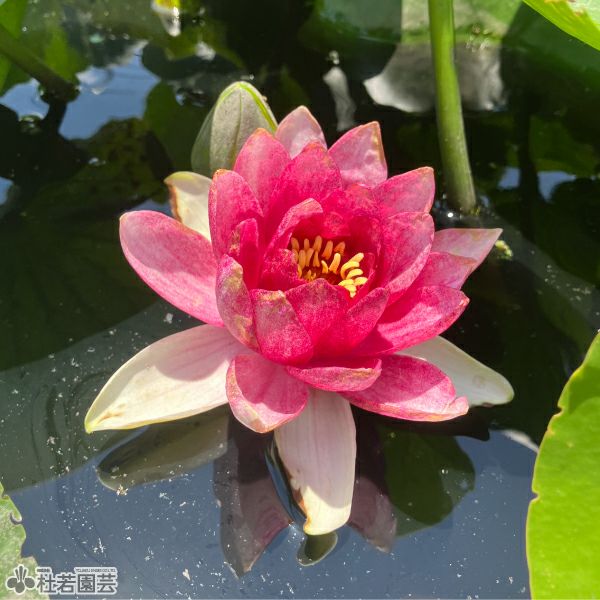 睡蓮 スイレン】 マダム ウィルフロン ゴネール(温帯睡蓮) 12cmポット