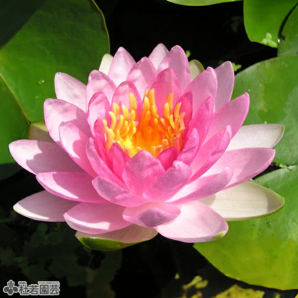 000000000303-01-l.jpg?t=