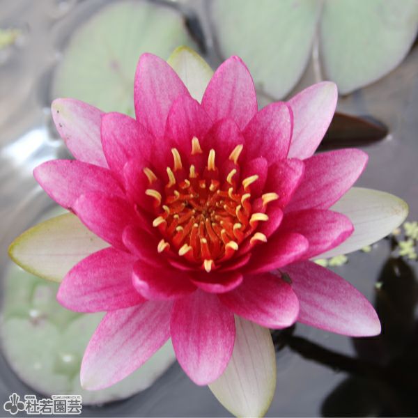 スイレン】 マーセンニーロ(温帯睡蓮) 19cmカゴ | 杜若園芸WEBショップ