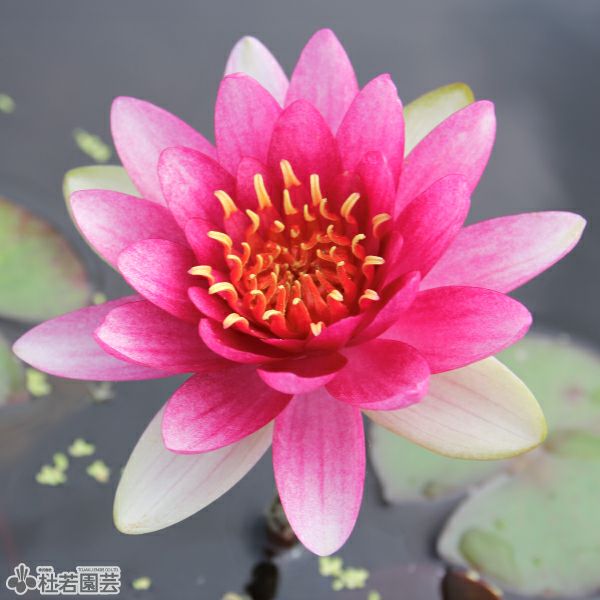 スイレン】 マーセンニーロ(温帯睡蓮) 19cmカゴ | 杜若園芸WEBショップ