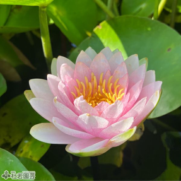 睡蓮 スイレン】 マダム ウィルフロン ゴネール(温帯睡蓮) 19cmカゴ | 杜若