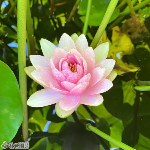 スイレン】 マダム ウィルフロン ゴネール(温帯睡蓮) 19cmカゴ | 杜若