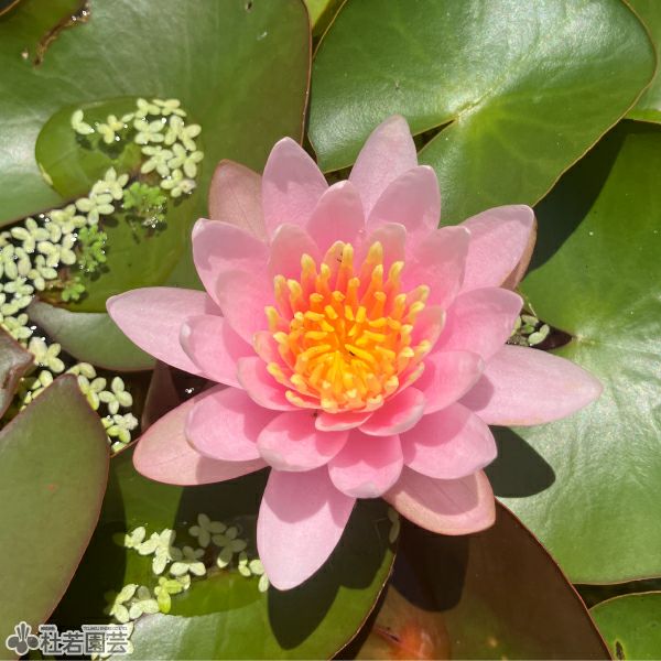 スイレン】 ファイヤークレスト(温帯睡蓮) 19cmカゴ | 杜若園芸WEB