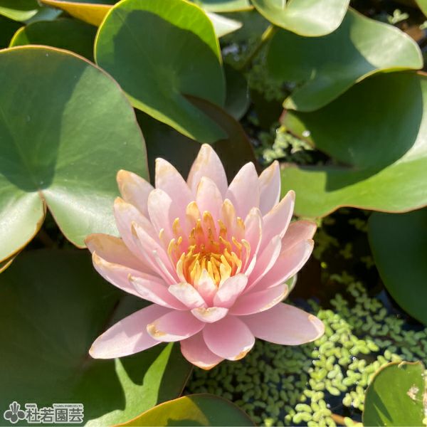 スイレン】 ファイヤークレスト(温帯睡蓮) 19cmカゴ | 杜若園芸WEB