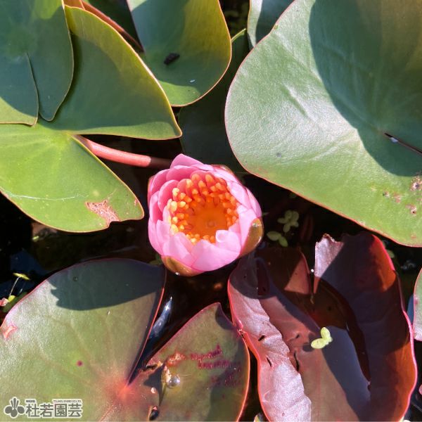 スイレン】 ファイヤークレスト(温帯睡蓮) 19cmカゴ | 杜若園芸WEB