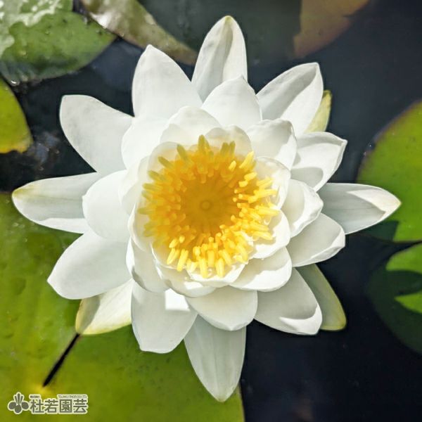 スイレン（睡蓮）通販（販売） | 杜若園芸WEBショップ｜水草の生産販売 