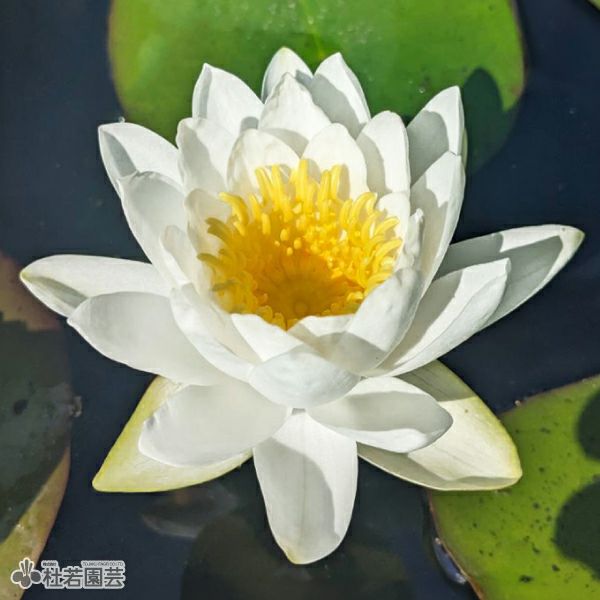 スイレン】 コロッセア(温帯睡蓮) 19cmカゴ | 杜若園芸WEBショップ