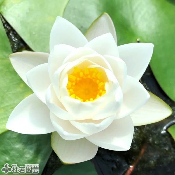 ヤ*ト様 耐寒性睡蓮 50品種セット 春一番のお便りキャンペーン 大注目の6つの新商品 | 杜若園芸WEB