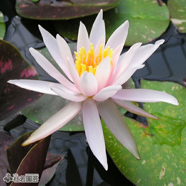 スイレン】 アーカンシェル(温帯睡蓮) 19cmカゴ | 杜若園芸WEBショップ