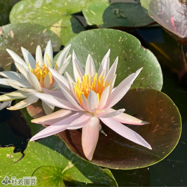 スイレン】 アーカンシェル(温帯睡蓮) 19cmカゴ | 杜若園芸WEBショップ