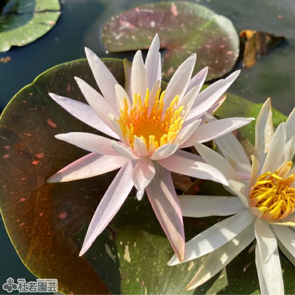 スイレン】 アーカンシェル(温帯睡蓮) 19cmカゴ | 杜若園芸WEBショップ