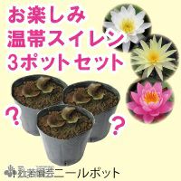 温帯スイレン | 杜若園芸WEBショップ｜水草の生産販売【通販ショップ】