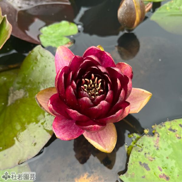 000000000334-01-l.jpg?t=