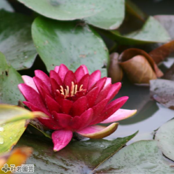 スイレン】 オールモストブラック（温帯睡蓮） 19cmカゴ | 杜若園芸WEB