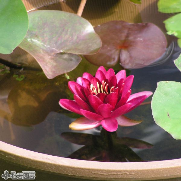 蓮ページ Amazon | 名入れ 御佛前 のし 熨斗紙 熨斗 掛紙 A4 慶弔用品